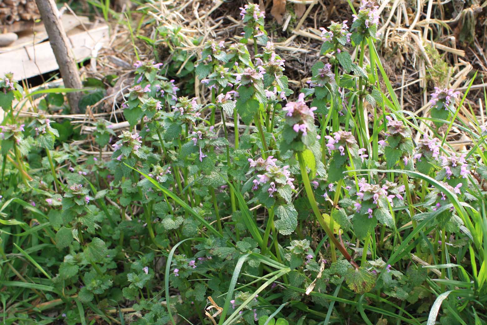Lamium purpureum