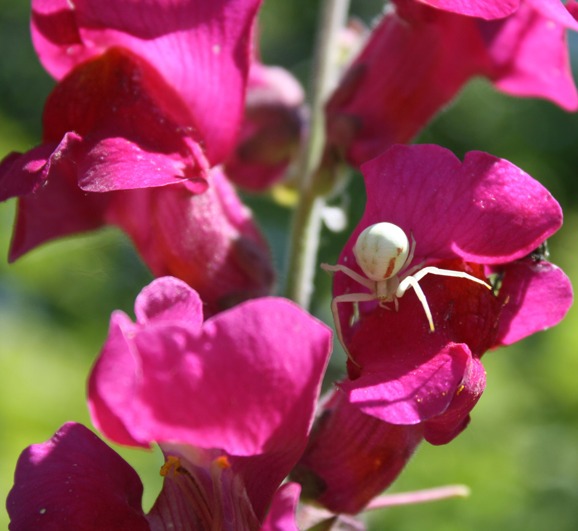 Femmina di Misumena vatia - Lonato d/G (BS)