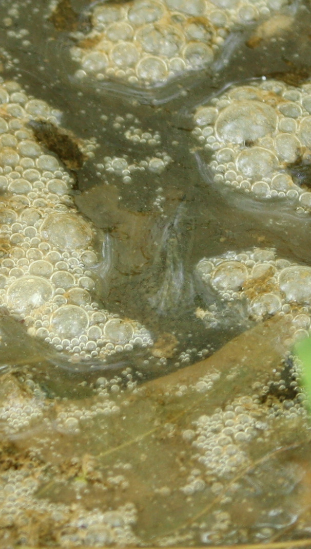 I miei primi tritoni! - Lissotriton vulgaris meridionalis