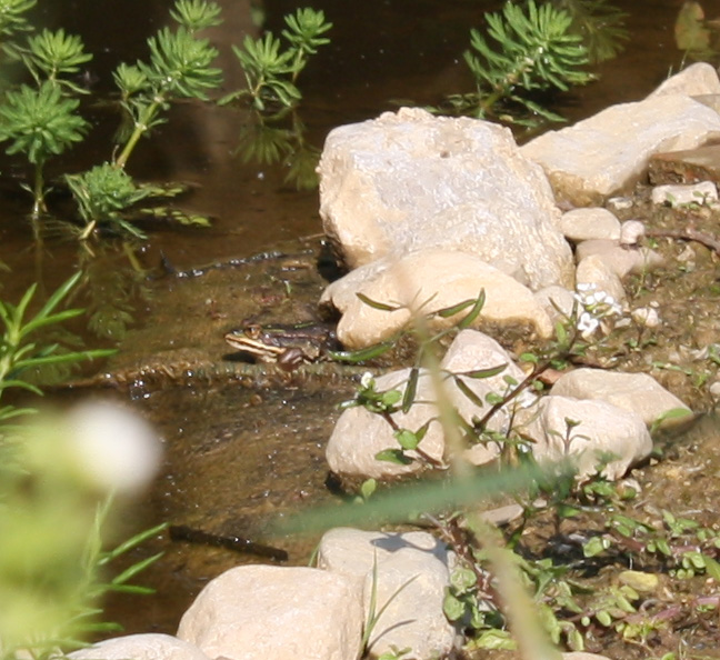 Uno stagnetto per gli invertebrati e progetti per il futuro