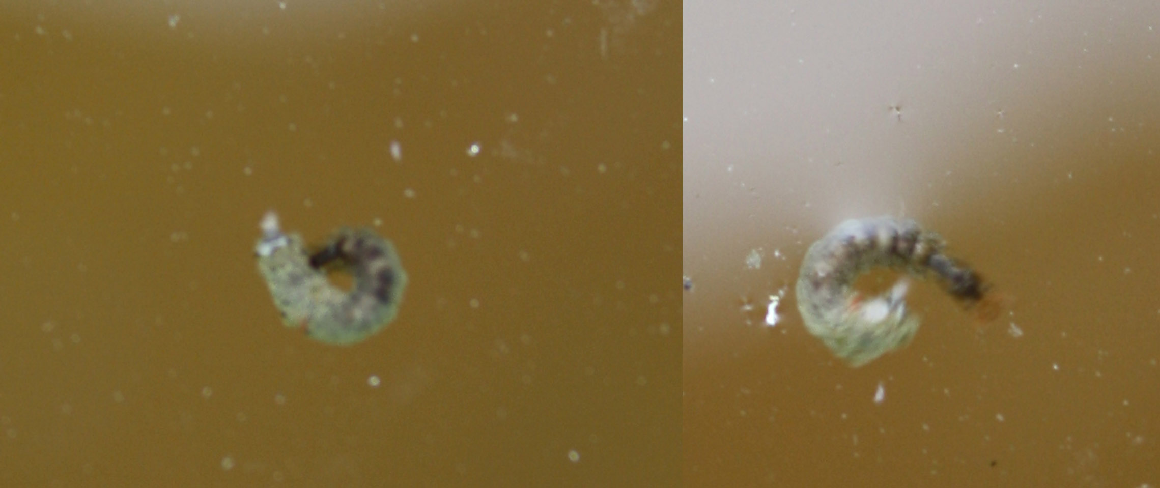 Larva di Dytiscidae? No. Hydrophilidae