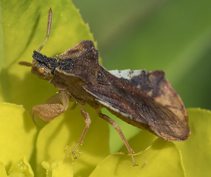 piccolo emttero da identificare dalla ligura