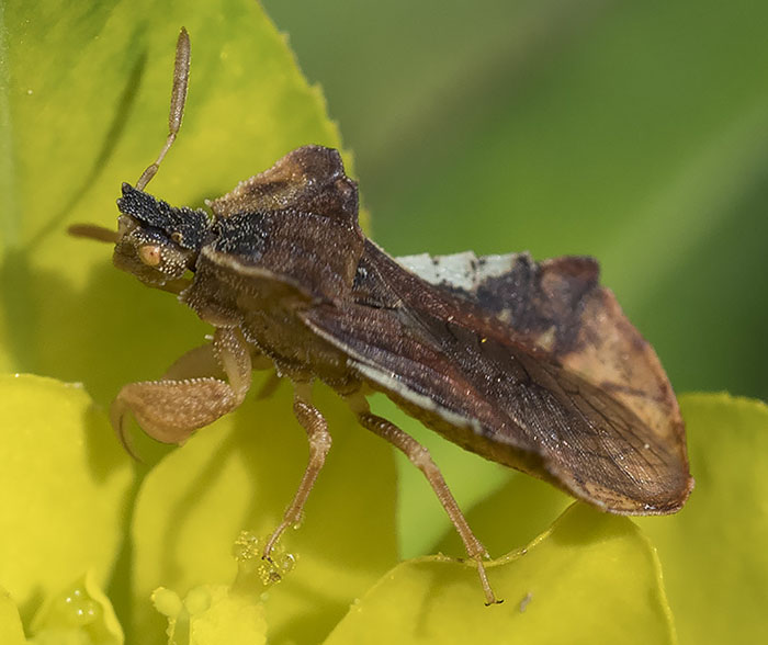 Phymata crassipes della Liguria