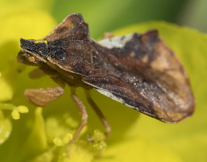 Phymata crassipes della Liguria