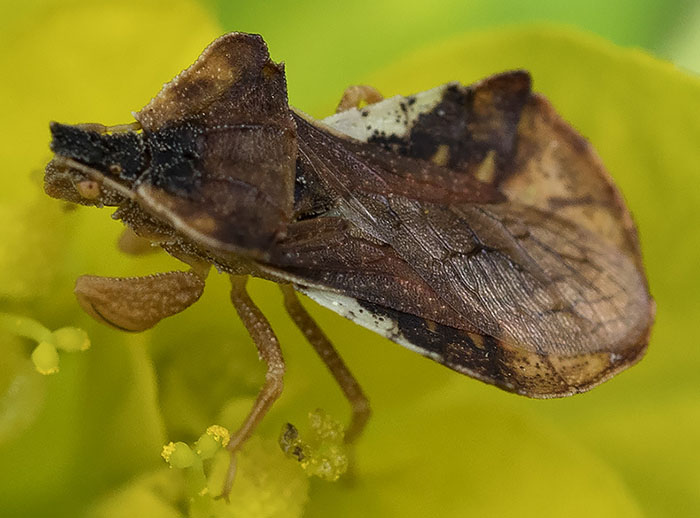 Phymata crassipes della Liguria