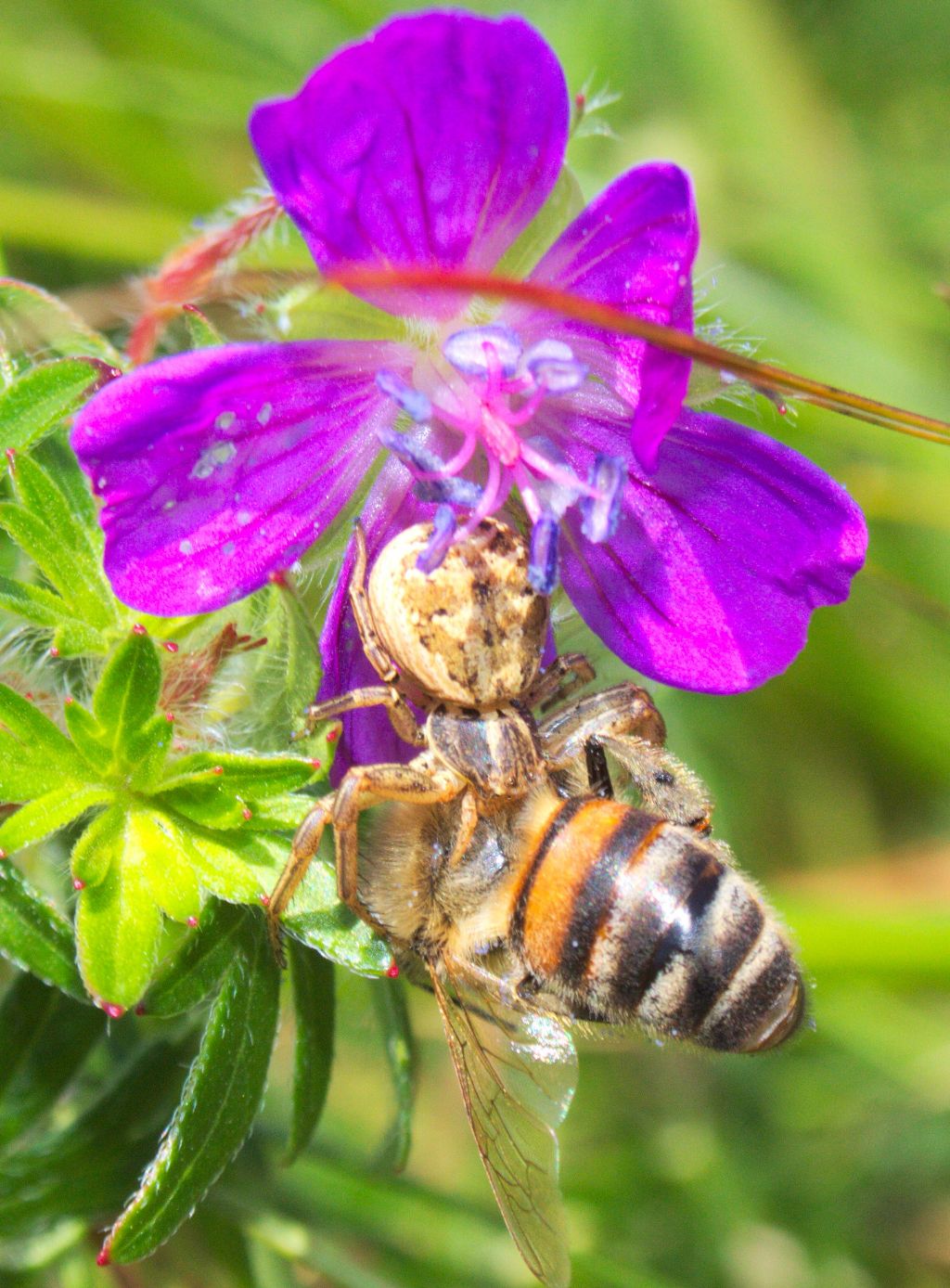 Xysticus sp. - Feltre (BL)