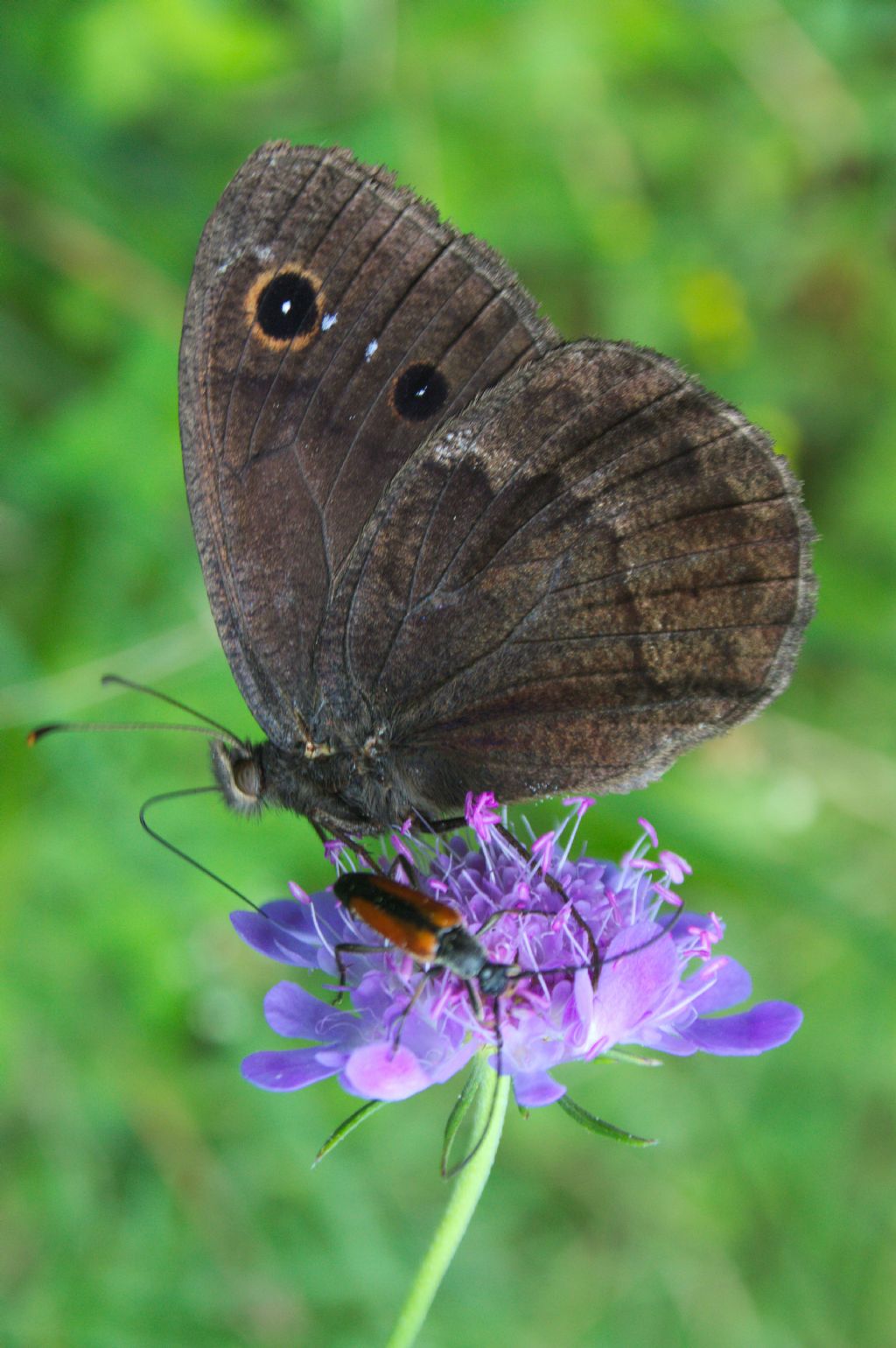 Satyrus ferula?