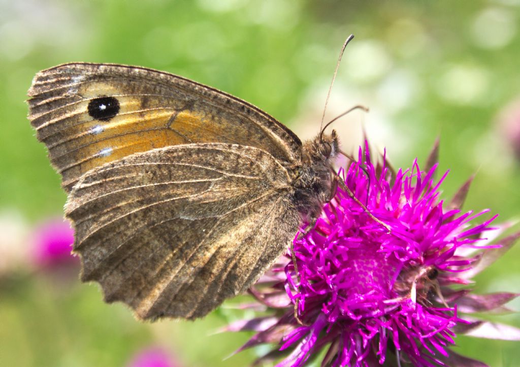 Satyrus ferula?