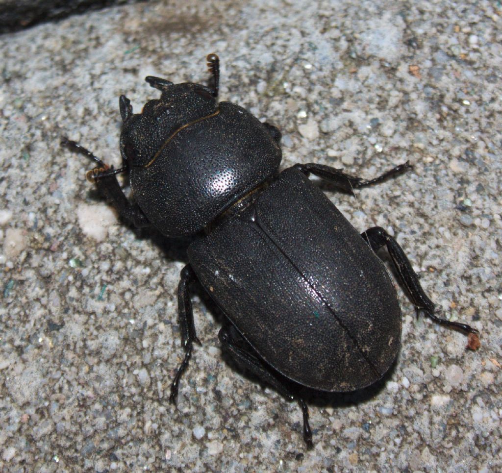 Dorcus parallelipipedus