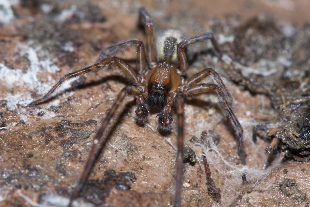 Amaurobius sp. - Belluno