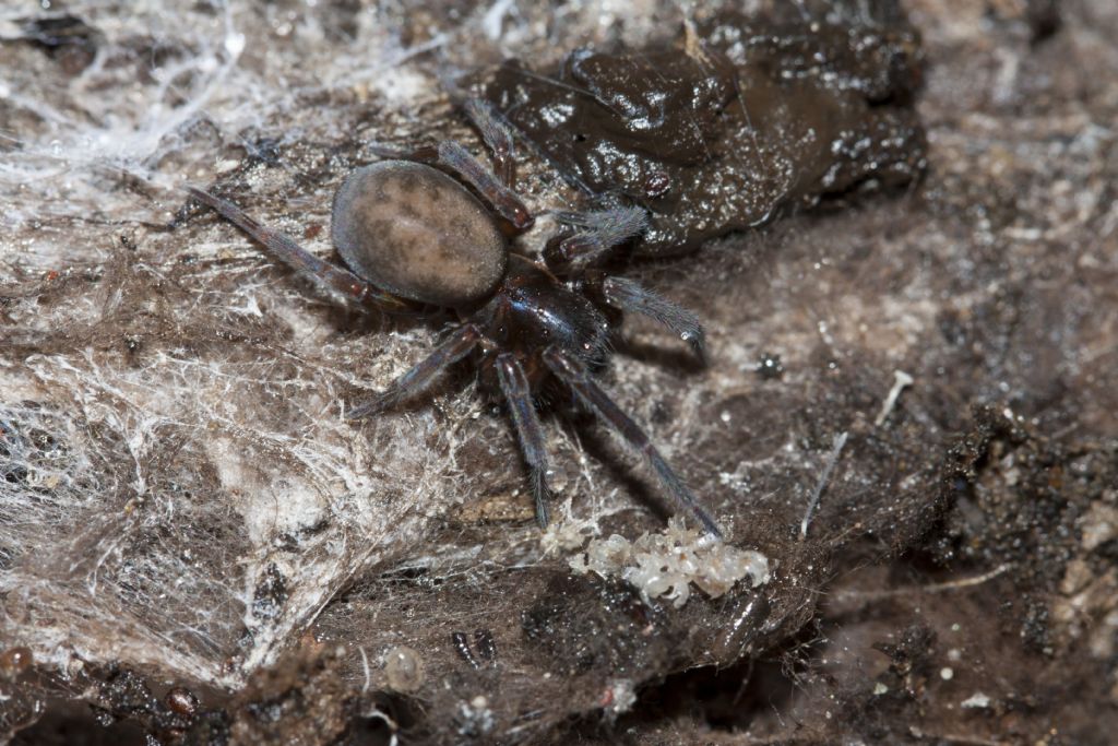 Amaurobius sp. - Belluno