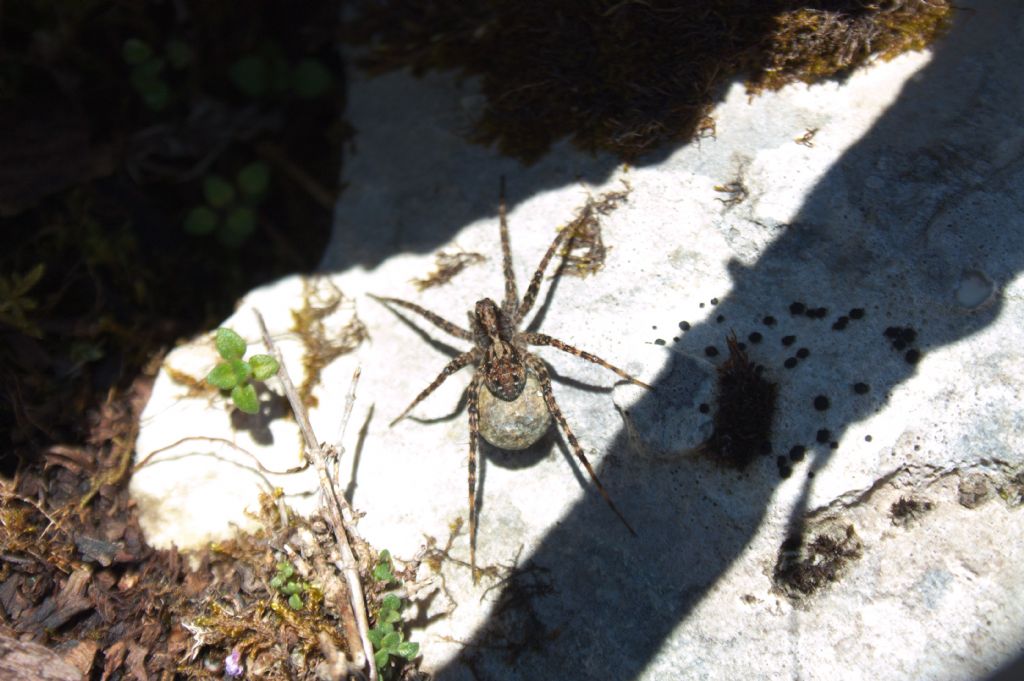 Ragno alpino: Pardosa sp. con ovisacco - Feltre (BL)
