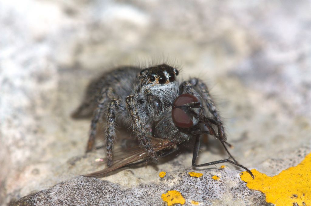Giovane femmina di Philaeus chrysops - Feltre (BL)