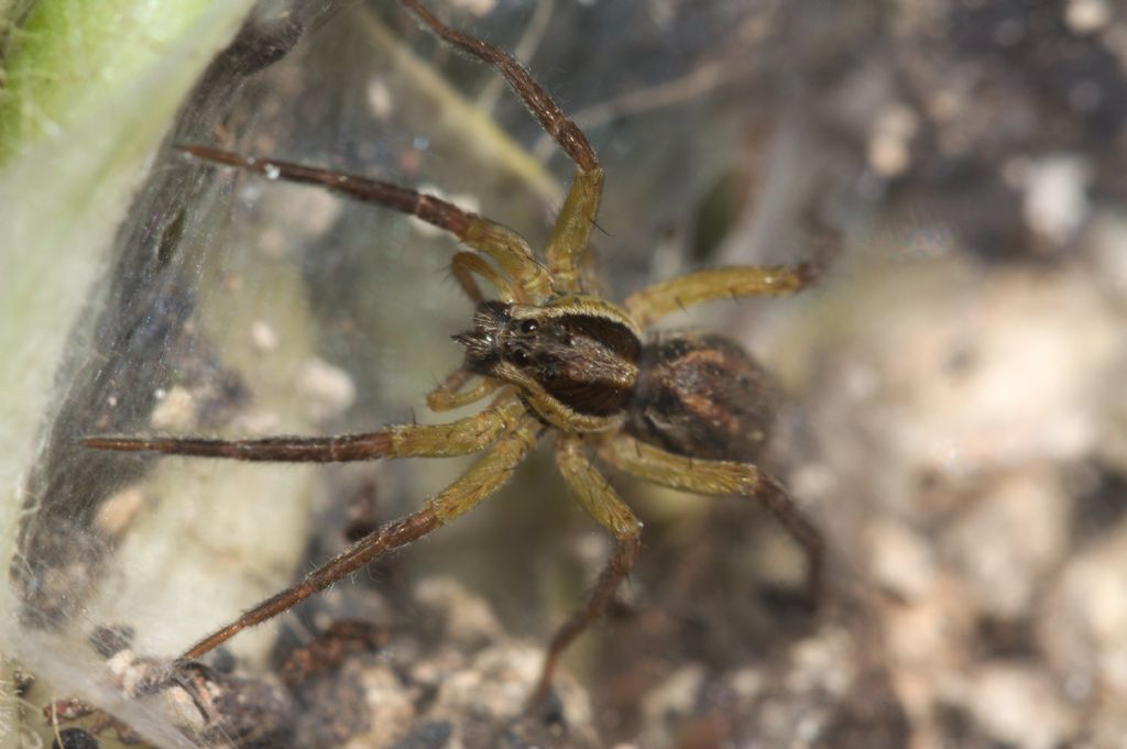 Giovane Hogna radiata - Pove del Grappa (VI)
