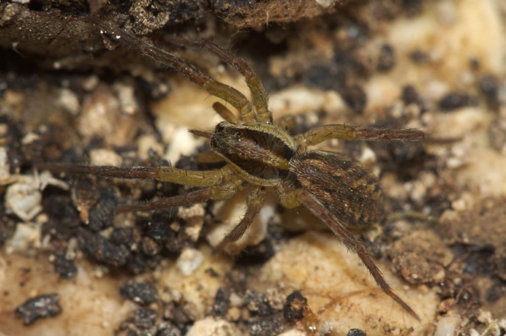 Giovane Hogna radiata - Pove del Grappa (VI)