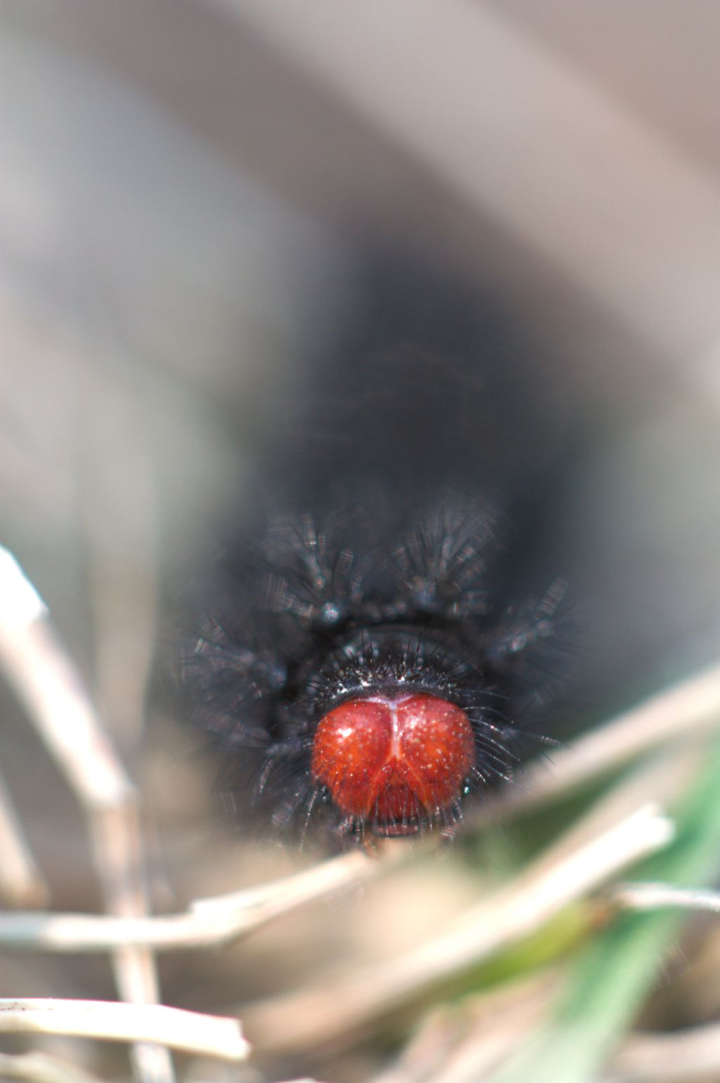 Bruco da ID - Melitaea cinxia