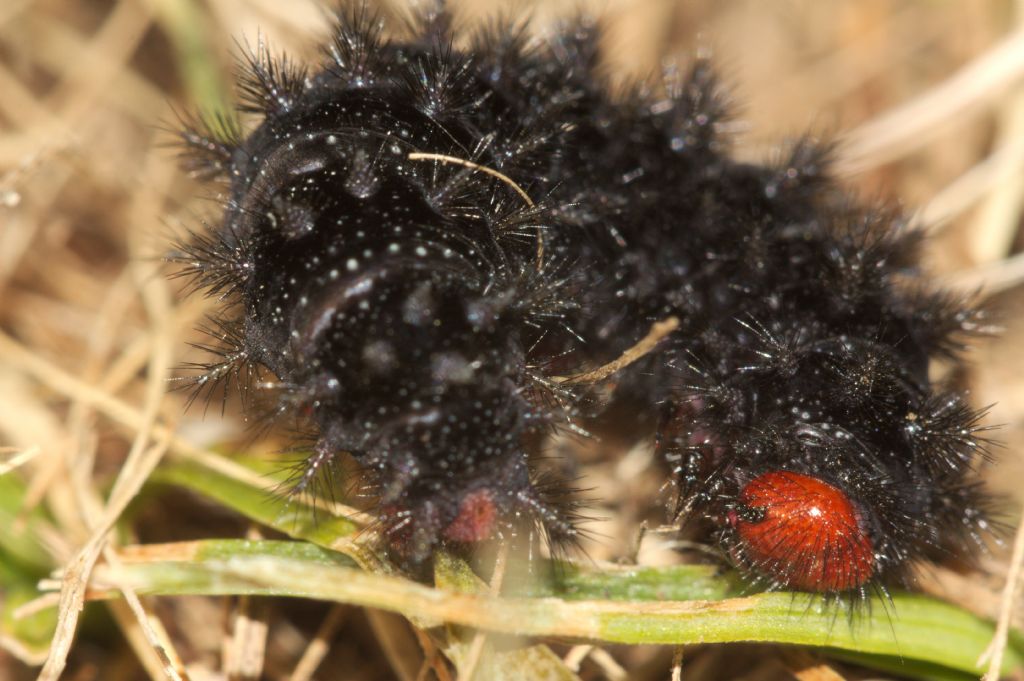 Bruco da ID - Melitaea cinxia