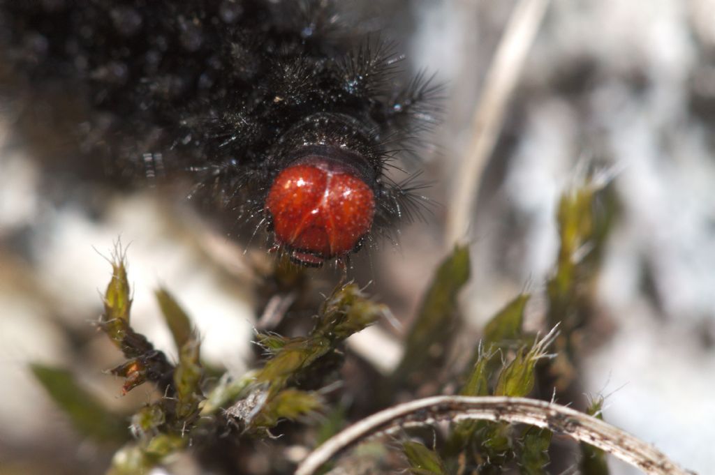 Bruco da ID - Melitaea cinxia