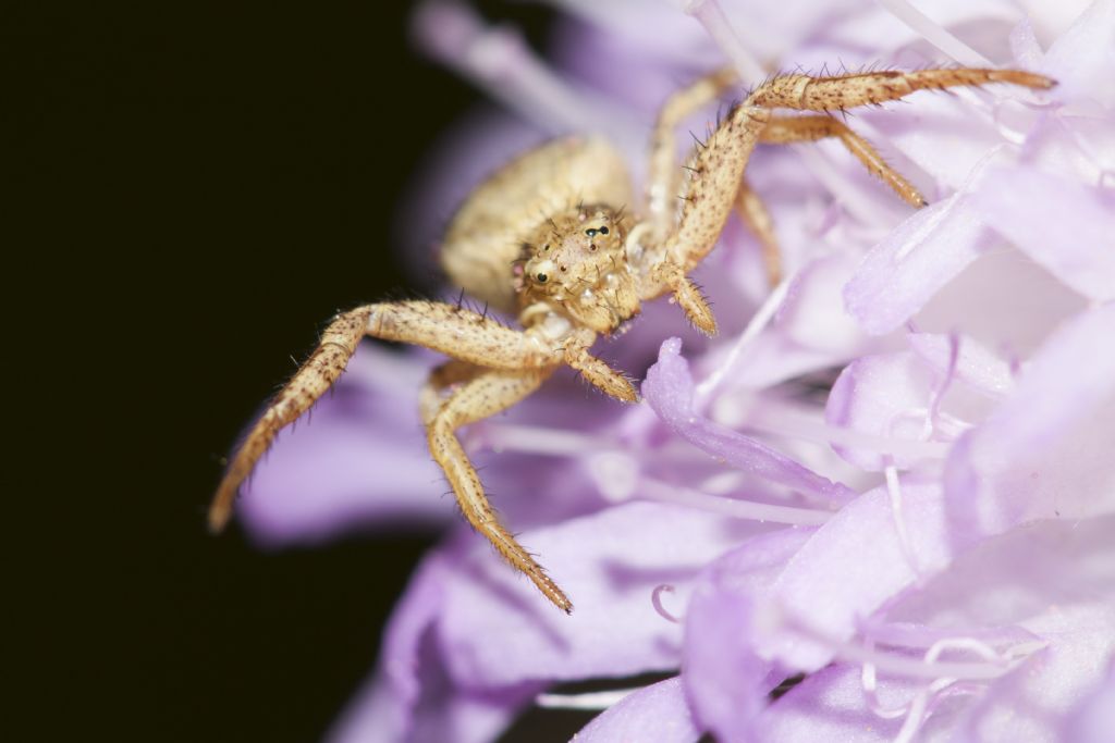 Xysticus sp. - Calalzo di Cadore (BL)