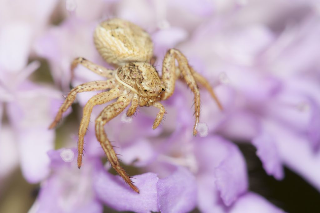 Xysticus sp. - Calalzo di Cadore (BL)