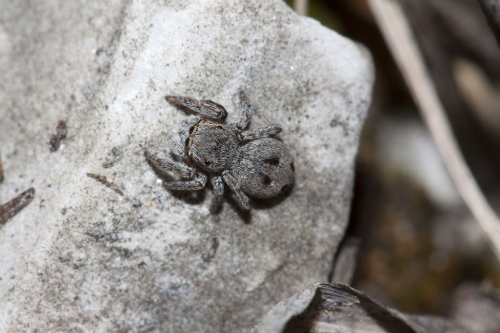 Sitticus atricapillus (m&f) e longipes - Forno di Zoldo (BL)