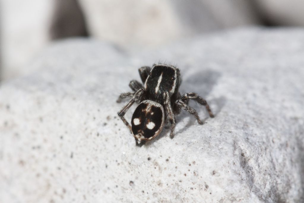 Sitticus atricapillus (m&f) e longipes - Forno di Zoldo (BL)