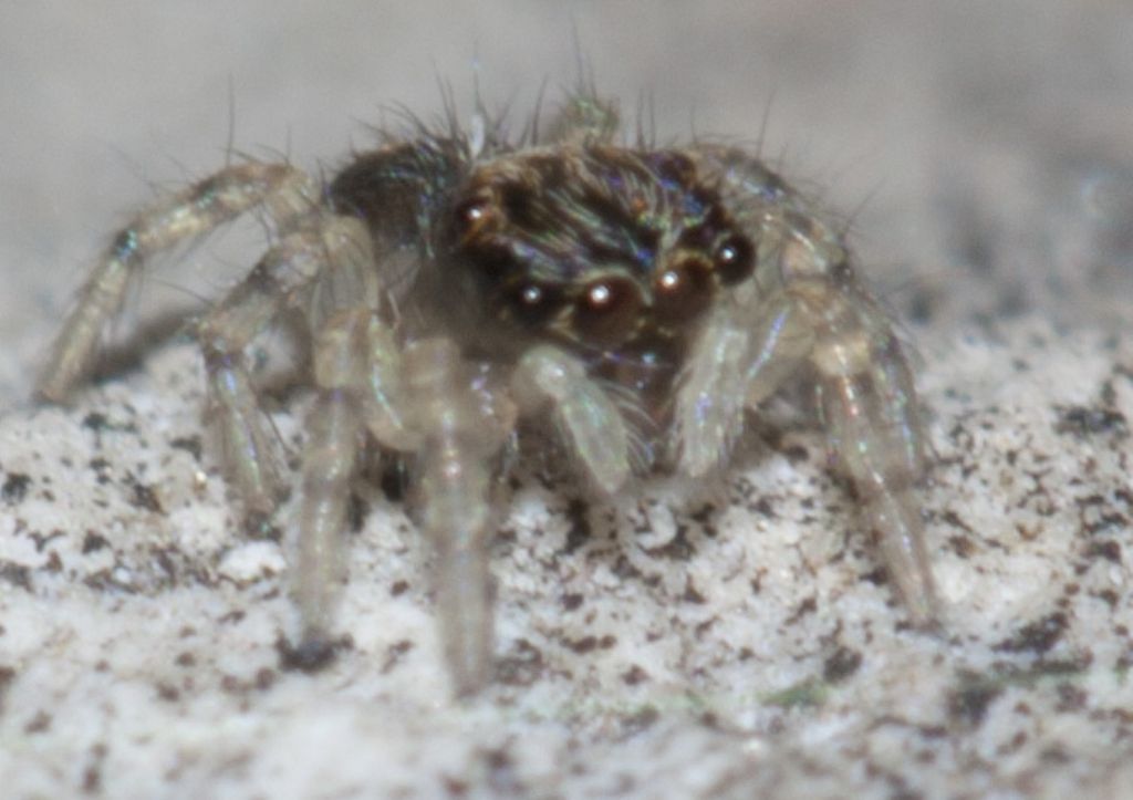 Salticidae nano!