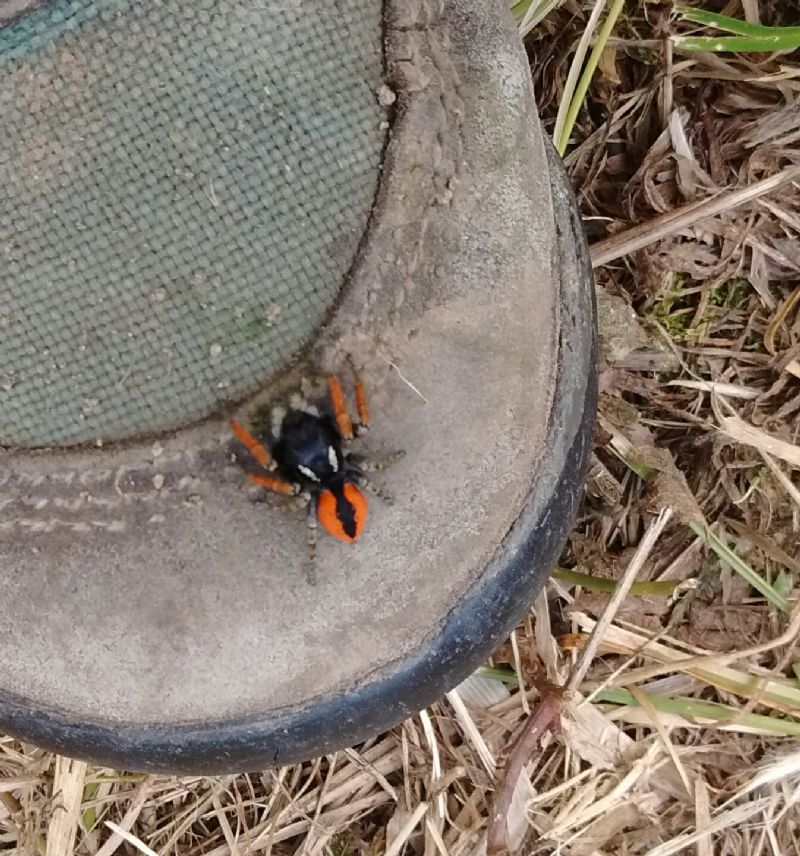 Philaeus chrysops (m.)  -  Lonato del Garda (BS)