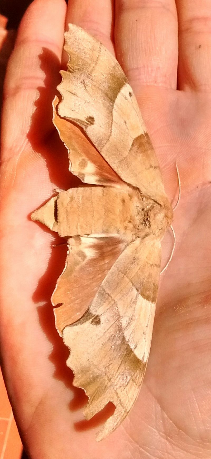 Falena da identificare: Marumba quercus - Sphingidae