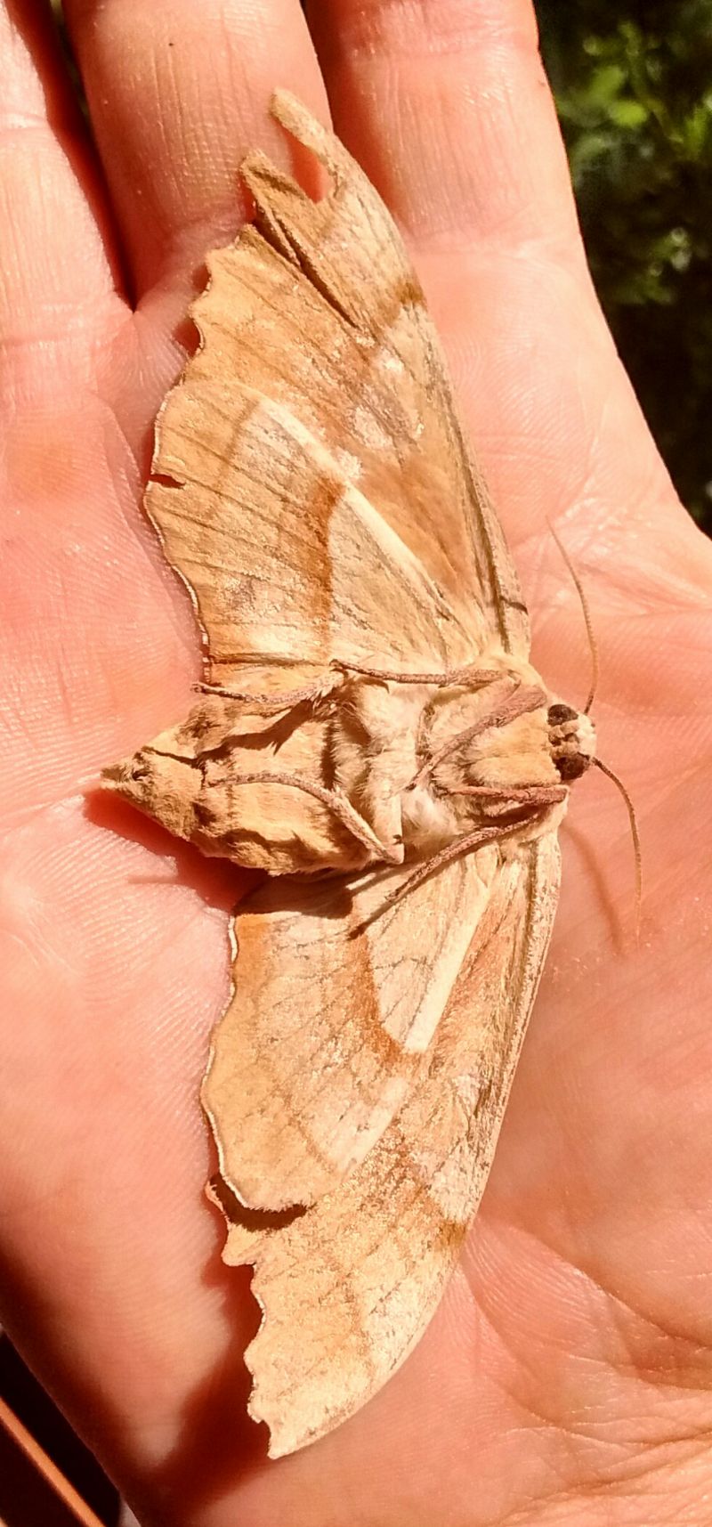Falena da identificare: Marumba quercus - Sphingidae