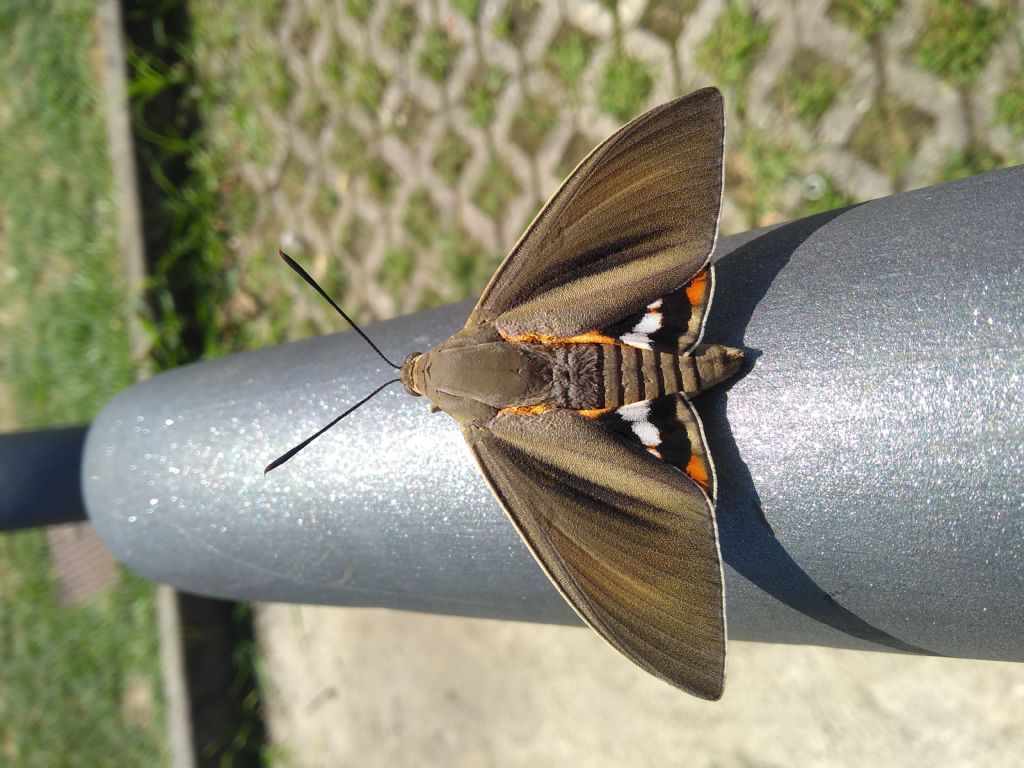 Falena da id. - Manerba del Garda: Paysandisia archon - Castniidae