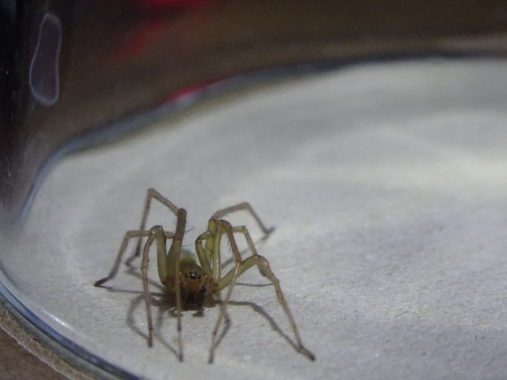 Cheiracanthium mildei, maschio - Lonato del Garda (BS)