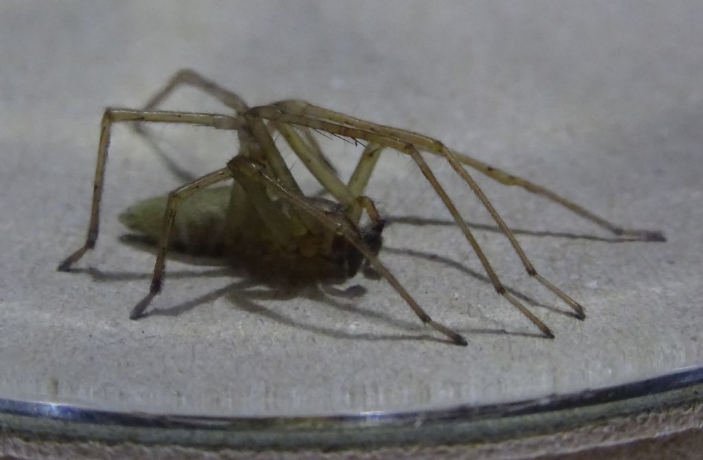 Cheiracanthium mildei, maschio - Lonato del Garda (BS)