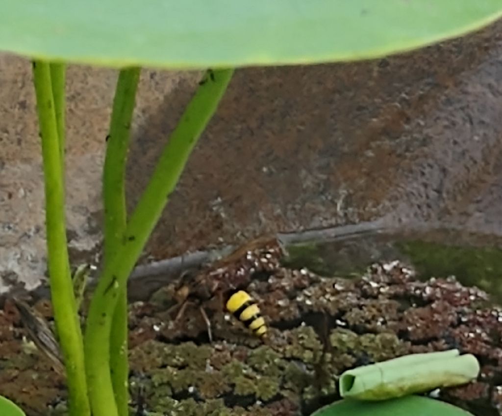 Vespidae Eumeninae: Delta unguiculatum, femmina