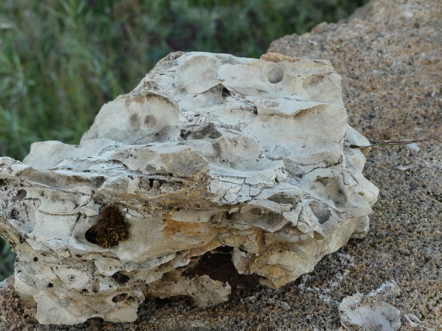 Fossili di ossa o formazione rocciosa?