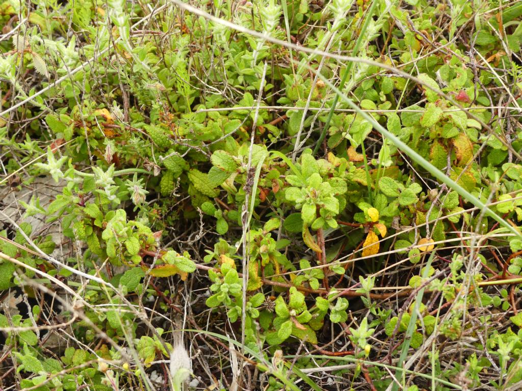 Cistus salvifolius