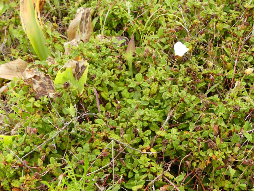 Cistus salvifolius
