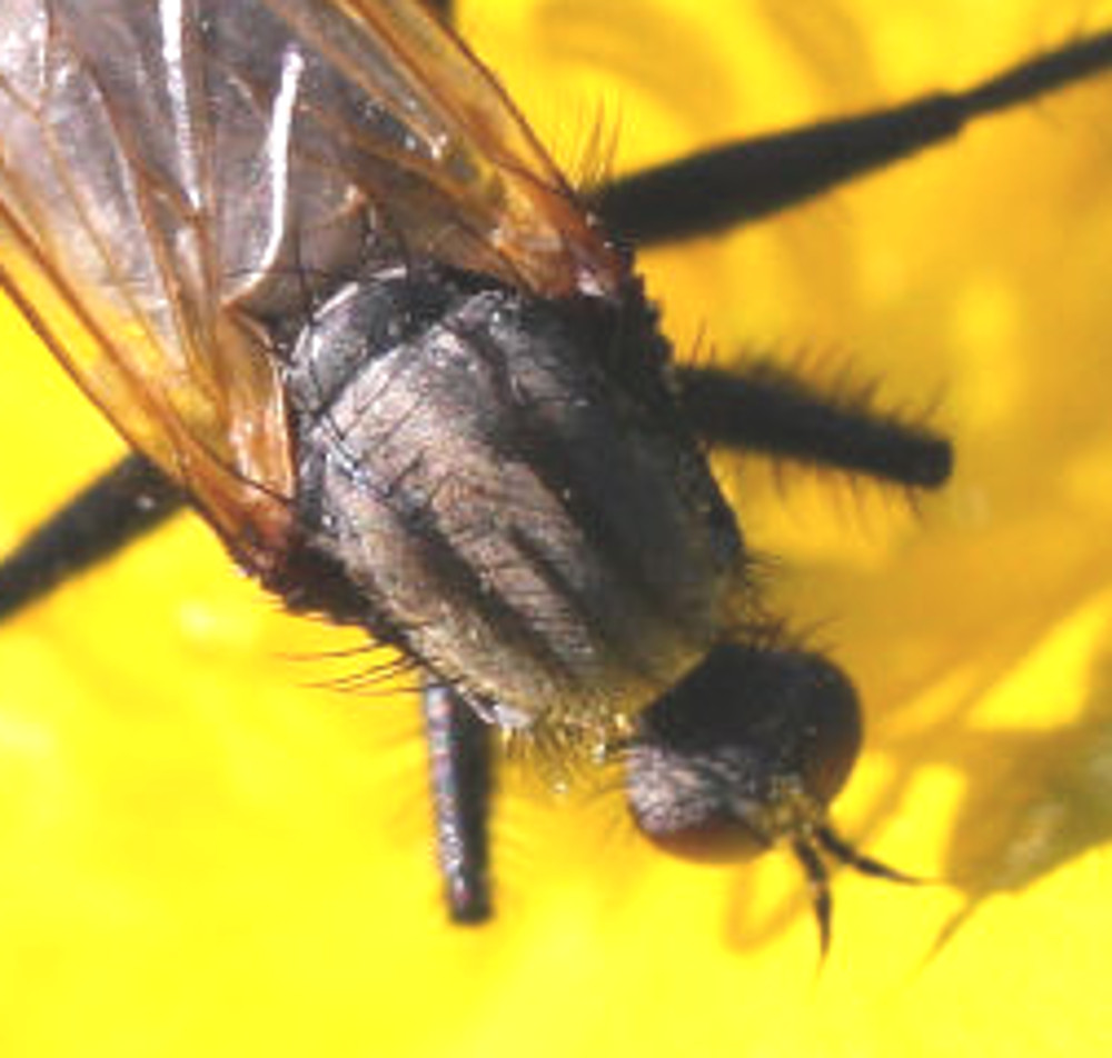 Empis (Euempis) sericans  ♂ (Empididae)