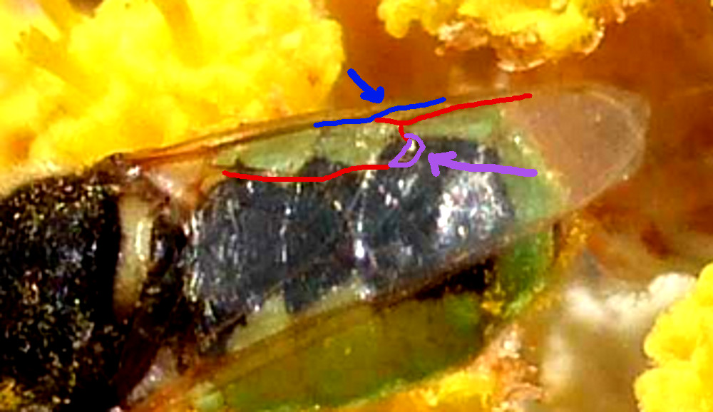 Piccolo Stratiomidae con addome verde: Oplodontha viridula