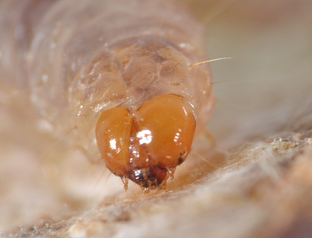 Larva di Ceratitis capitata?