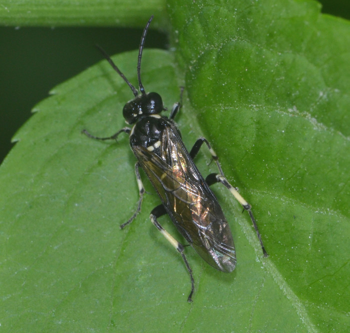 Mangiatori di sambuco: Macrophya sp.?