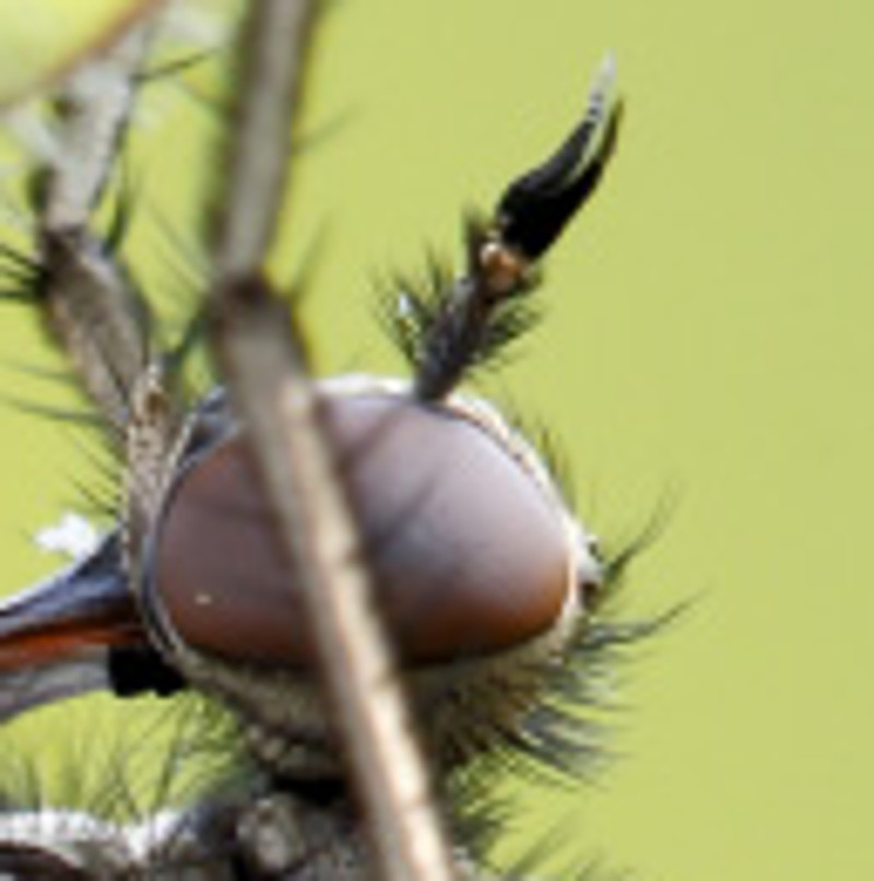 Femmina di Empis tessellata