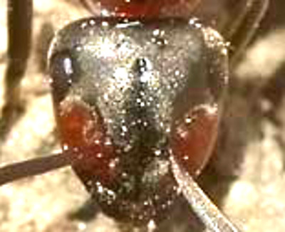 Formica francese: regina di Formica polyctena