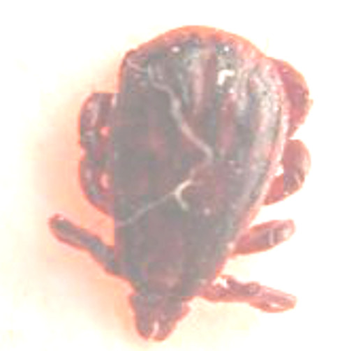 zecca Ixodidae