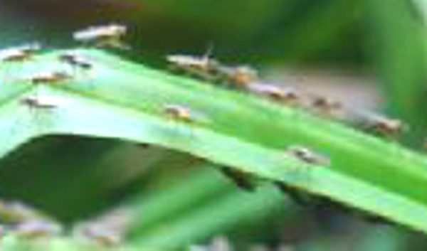 Lonchoptera sp. (Loncopteridae)