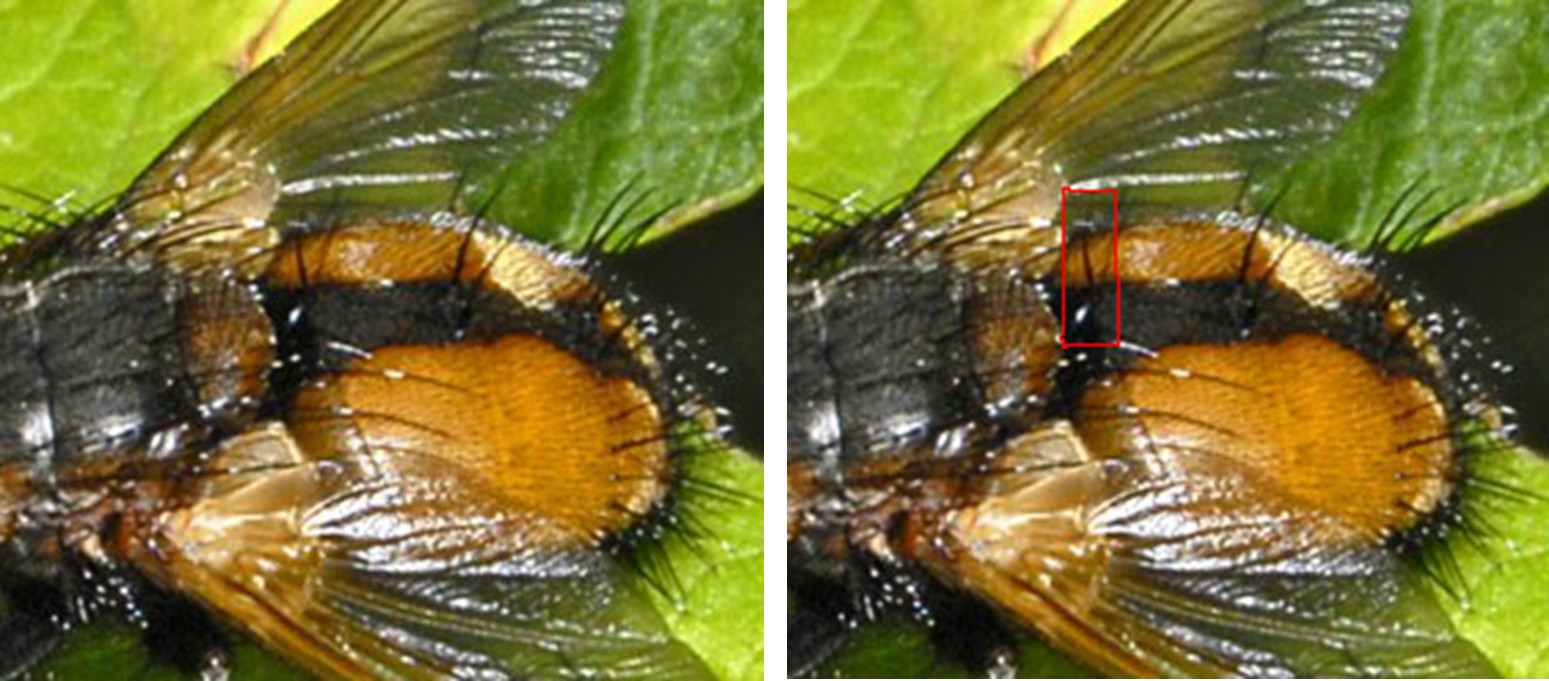 Tachina sp. (Tachinidae)
