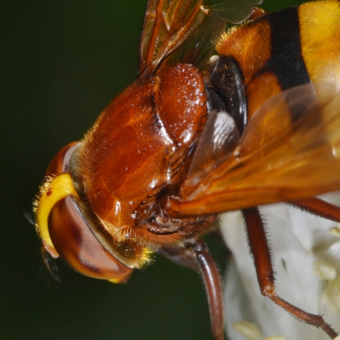 Syrphidae: Volucella zonaria femmina