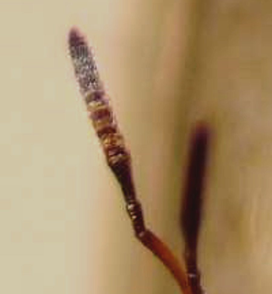 Parassitoide di dittero parassitoide di bruco: Pteromalidae