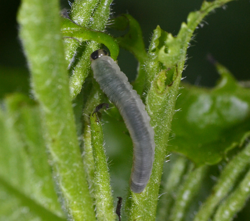 Mangiatori di sambuco: Macrophya sp.?