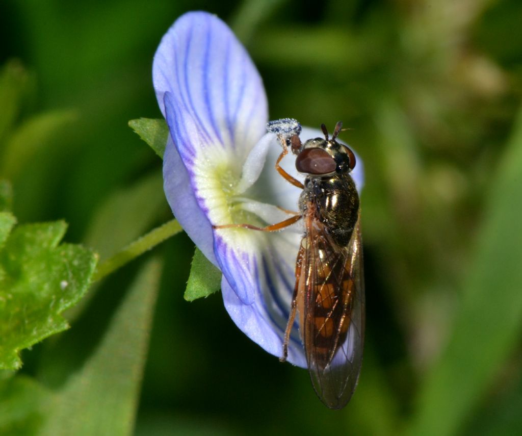 Syrphidae: Melanostoma scalare F e M